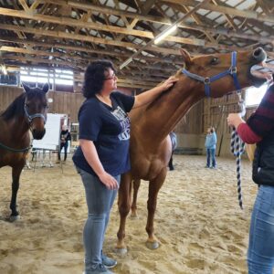Several horses and humans in an indoor arena practicing equine acupressure, yawning horse in front (c) IF Equine Therapies