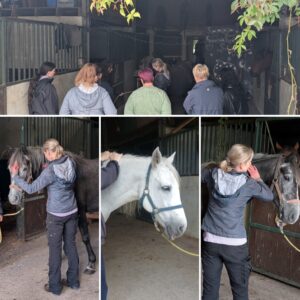 Collage of images showing equine acupressure and massage practices demonstrated on several horses at a workshop (c) IF Equine Therapies