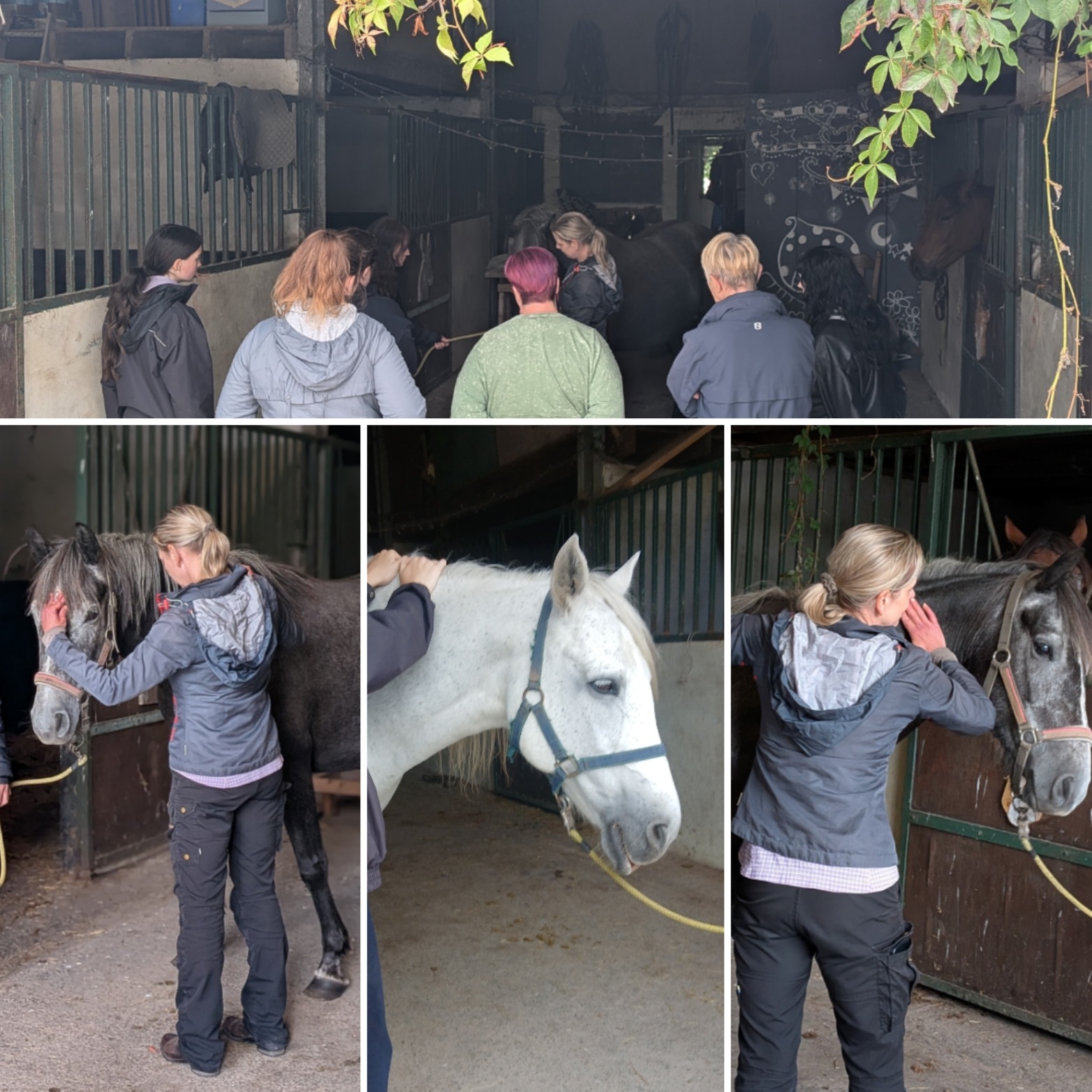 Collage of images showing equine acupressure and massage practices demonstrated on several horses at a workshop (c) IF Equine Therapies