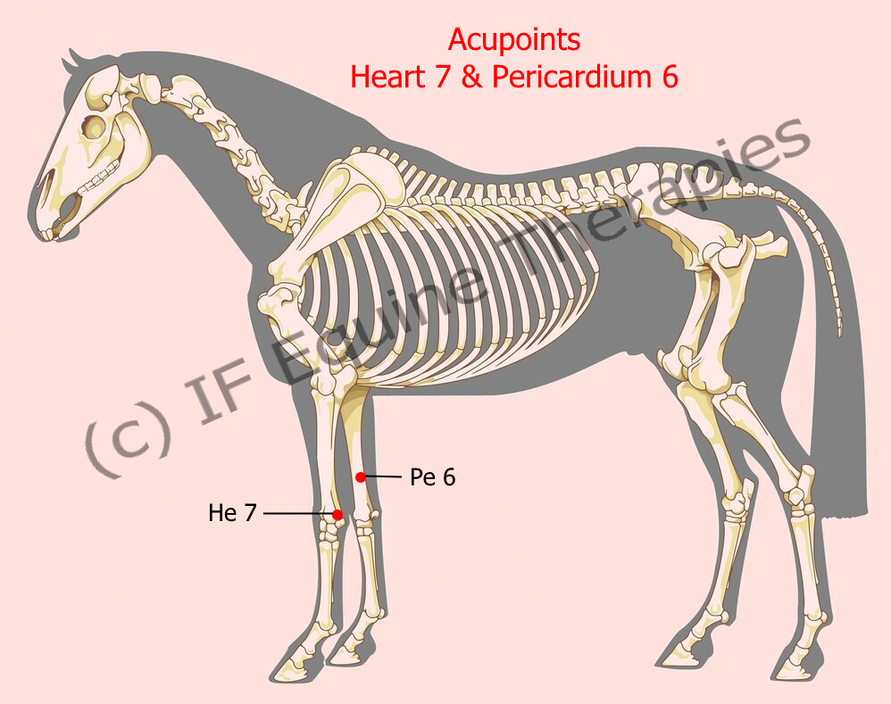 Acupoints Heart 7 & Pericardium 6 TCVM Equine Acupressure Acupuncture Fire Element