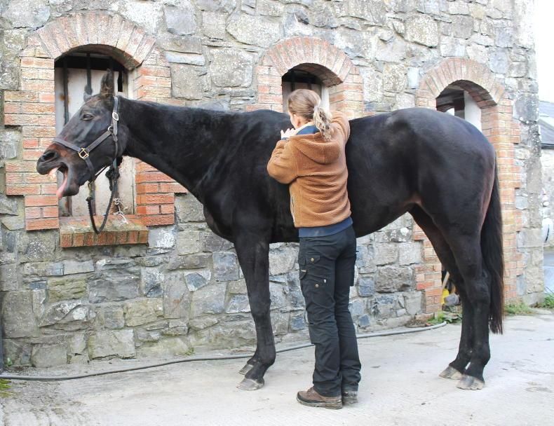 Woman applying equine acupressure on yawning dark bay horse (c) IF Equine Therapies