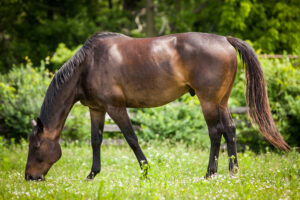 Bay horse grazing in field (c) Margaret Burlingham | Adobe Stock