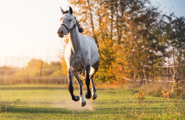 Galopping horse (c) Dusan Kostic