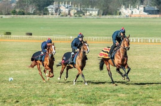 Thoroughbred racehorses at training in Newmarket, UK (c) Lumin Osity