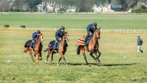 Thoroughbred racehorses at training in Newmarket, UK (c) Lumin Osity