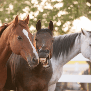 3 horses chestnut, bay and grey (c) Margaret Burlingham