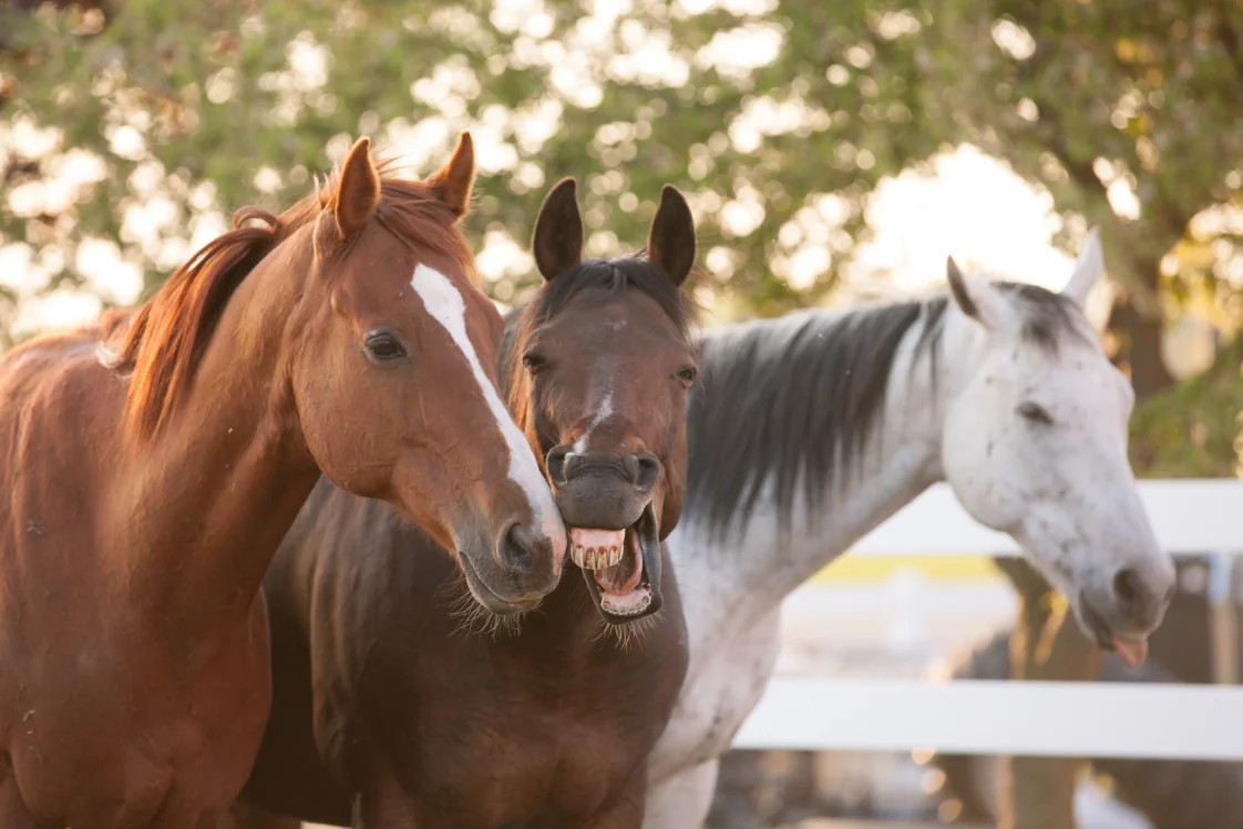 3 horses chestnut, bay and grey (c) Margaret Burlingham