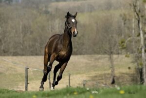 Stirring the Qi: Equine Acupressure and TCVM as Winter Yields to Spring (Part 1)