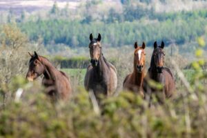 Four horses in a field, County Galway Jamie Quirke on Unsplash