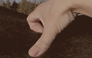 Finger / hand on acupoint on a horse's back applying acupressure