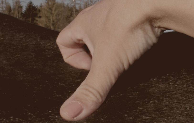 Finger / hand on acupoint on a horse's back applying acupressure