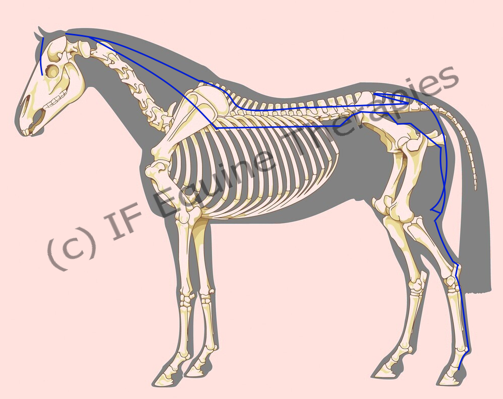 Bladder Meridian Flow of the Bladder meridian in a horse