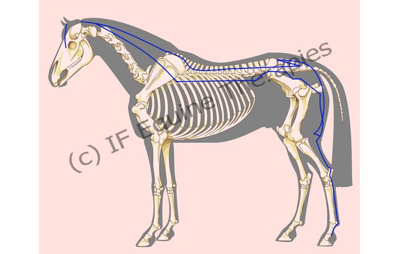 Flow of the Bladder meridian on a horse (c) IF Equine Therapies
