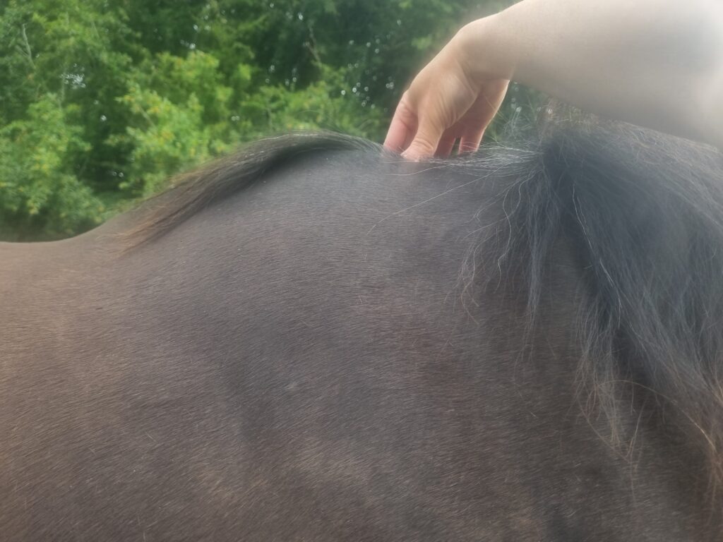 Equine acupressure showing acupoint Governing Vessel 14 Du Mai 14 on dark bay horse