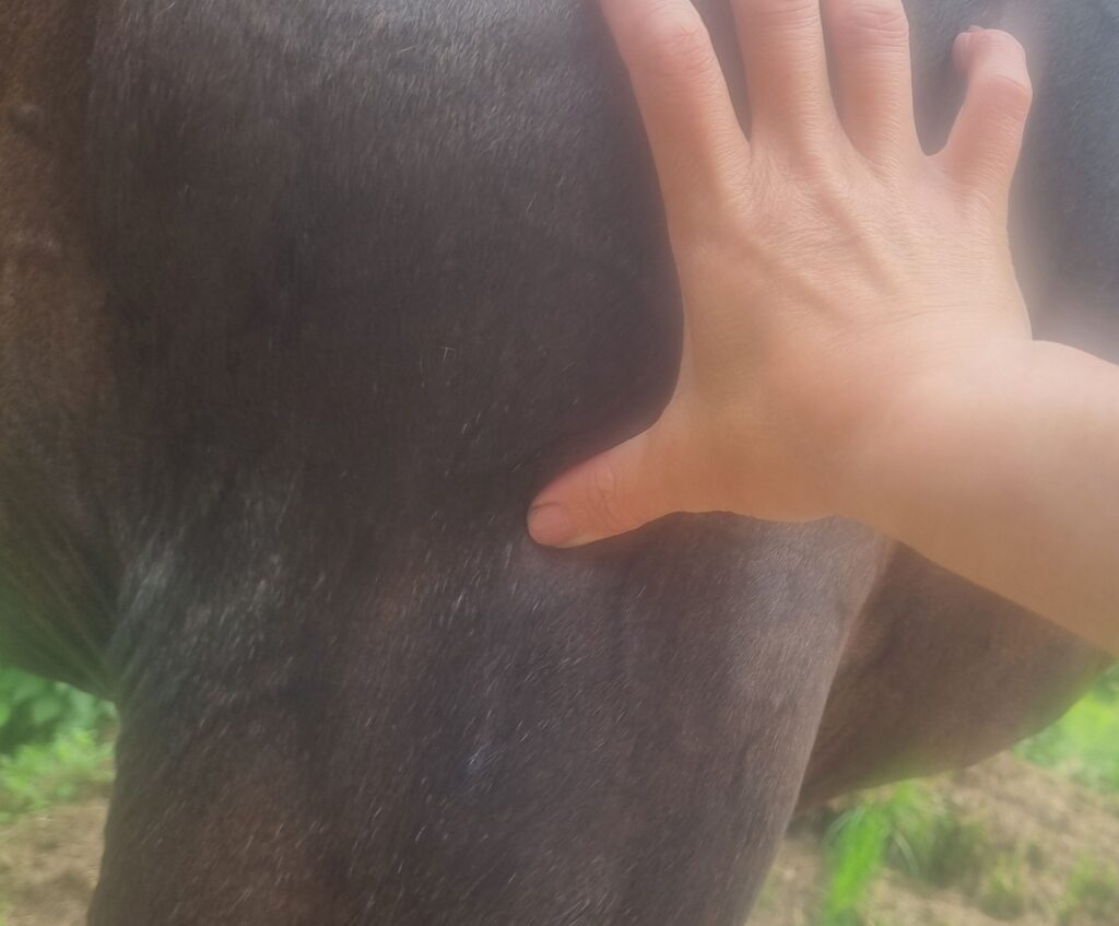 Equine Acupressure showing acupoint Large Intestine 11 on dark bay horse
