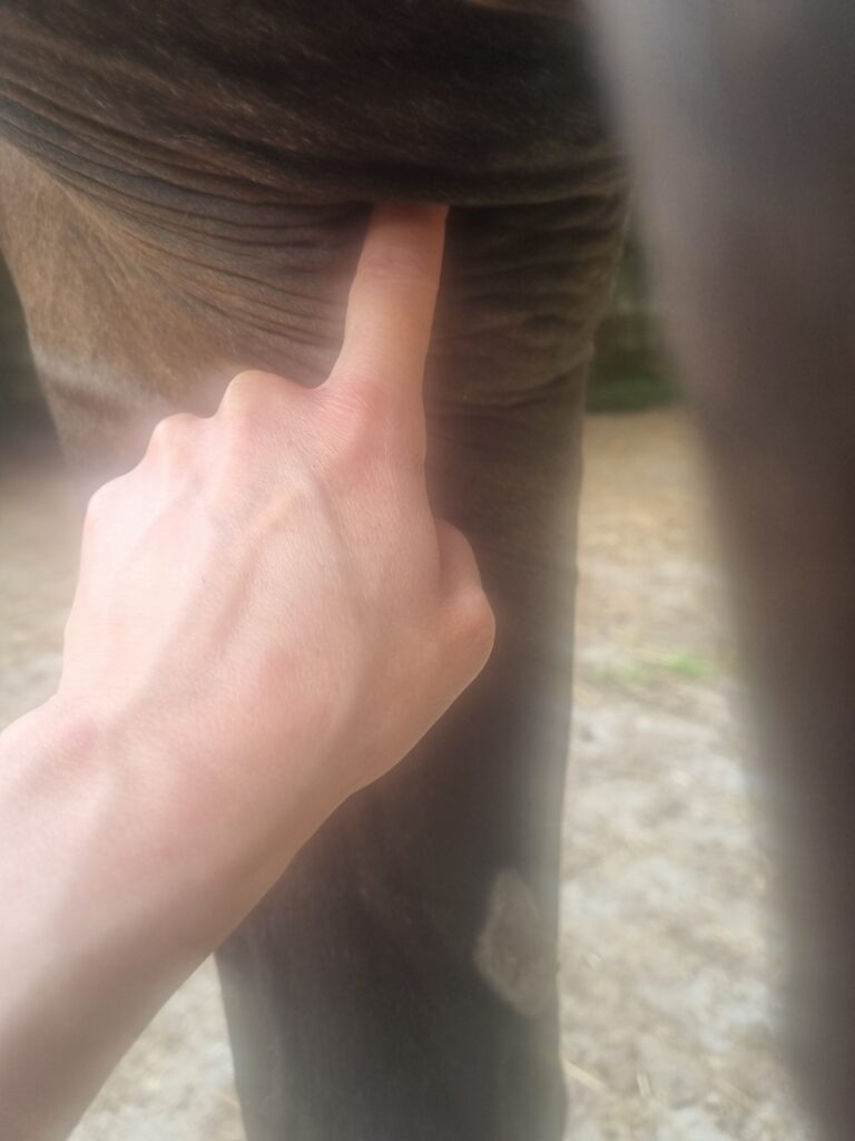 Equine acupressure showing acupoint Pericardium 3 Xin Bao 3 on dark bay horse