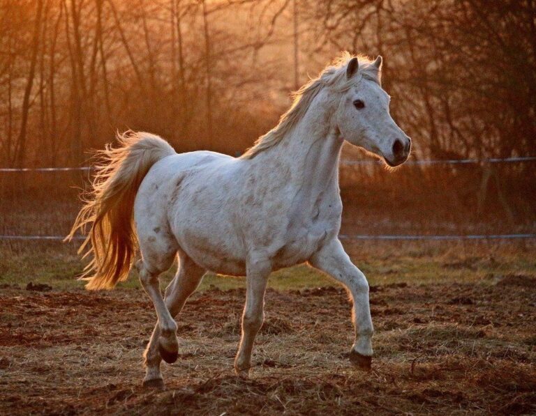 Grey Arabian horse trotting over paddock in evening sunlight
