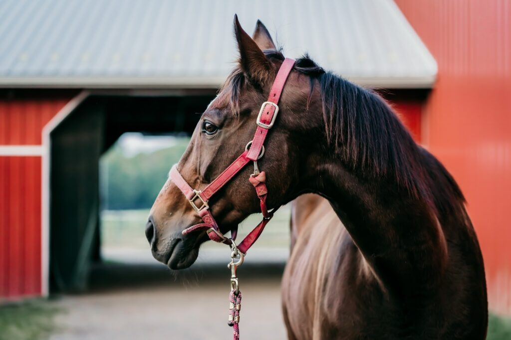 Dark bay horse with red head collar in front of red painted stables IF Equine Therapies